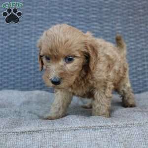 Rosie, Mini Goldendoodle Puppy