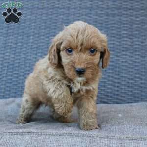 Coy, Mini Goldendoodle Puppy