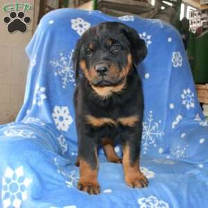 Dora, Rottweiler Puppy