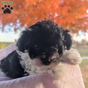 Teacup, Yorkie Poo Puppy