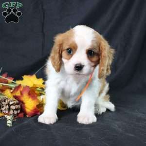 Hailey, Cavalier King Charles Spaniel Puppy