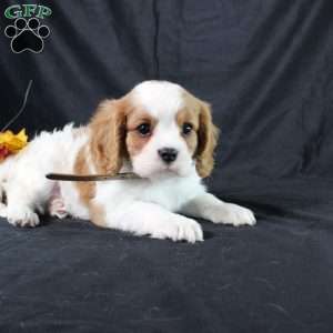 Henry, Cavalier King Charles Spaniel Puppy