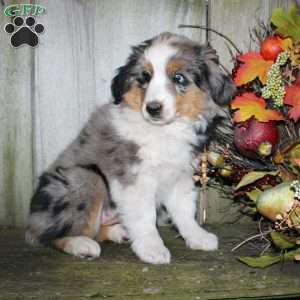 Kali, Miniature Australian Shepherd Puppy