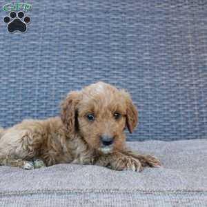 Prince, Mini Goldendoodle Puppy