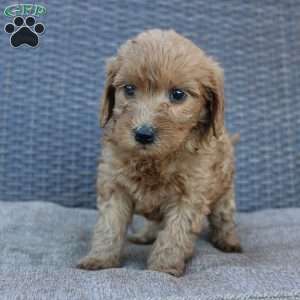 Rosie, Mini Goldendoodle Puppy