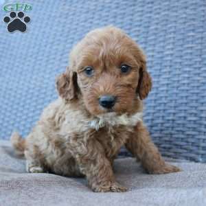 Reddy, Mini Goldendoodle Puppy