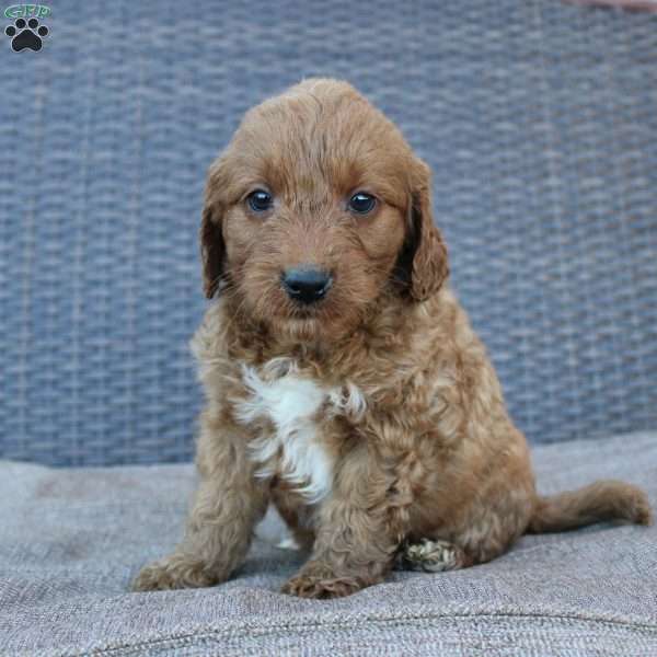 Rocky, Mini Goldendoodle Puppy