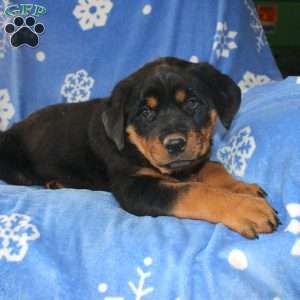 Dolly, Rottweiler Puppy