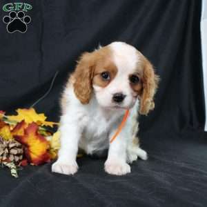 Hailey, Cavalier King Charles Spaniel Puppy