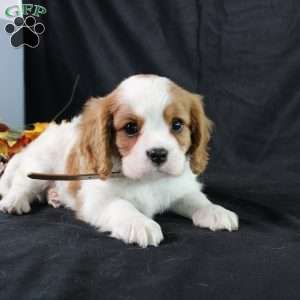 Henry, Cavalier King Charles Spaniel Puppy