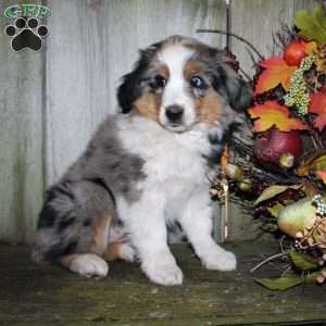 Kali, Miniature Australian Shepherd Puppy