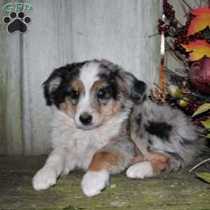 Kasper, Miniature Australian Shepherd Puppy