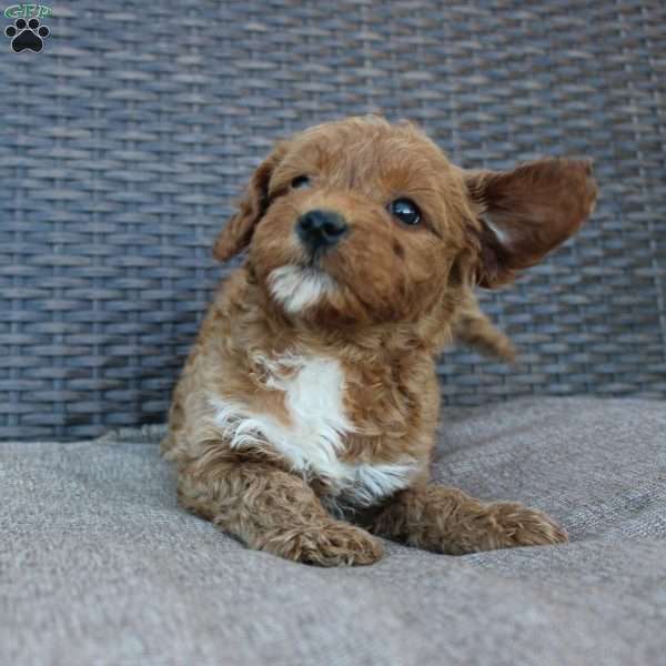 Reddy, Mini Goldendoodle Puppy