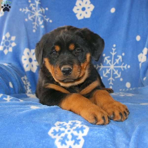 Dolly, Rottweiler Puppy