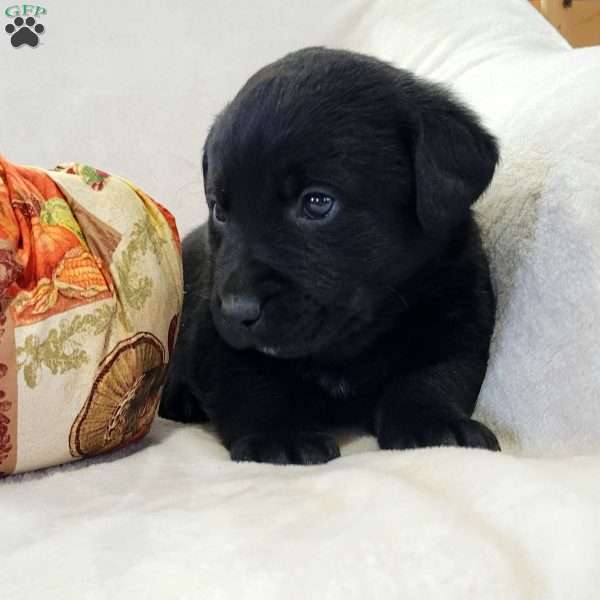 Jimmy, Labrador Mix Puppy