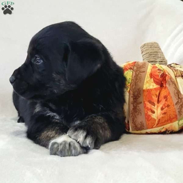 Jaxon, Labrador Mix Puppy