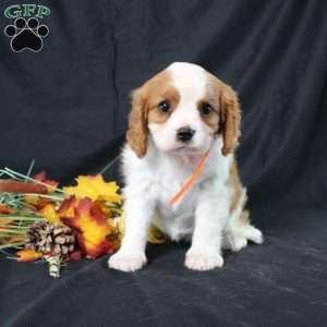 Hailey, Cavalier King Charles Spaniel Puppy