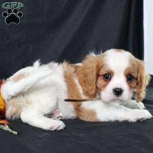 Henry, Cavalier King Charles Spaniel Puppy