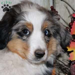 Kali, Miniature Australian Shepherd Puppy