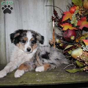 Kasper, Miniature Australian Shepherd Puppy