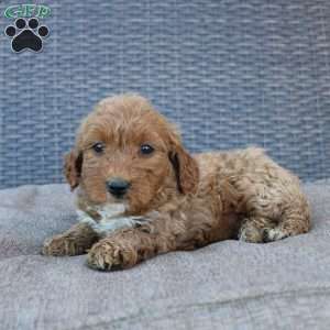 Reddy, Mini Goldendoodle Puppy