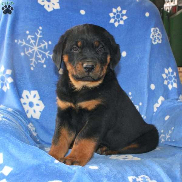 Dora, Rottweiler Puppy