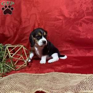 Theo, Beagle Puppy