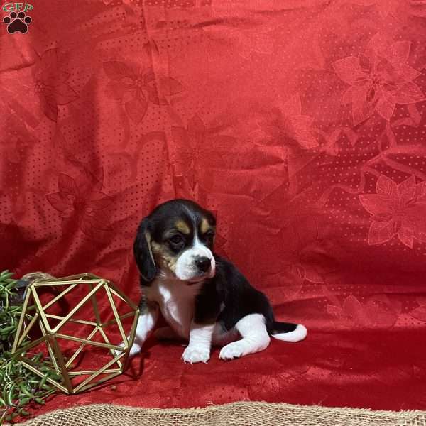 Theo, Beagle Puppy