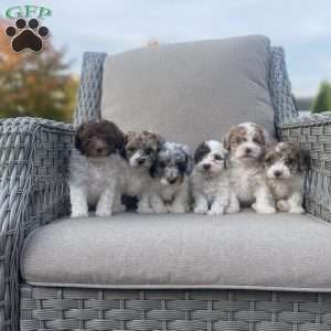 Rusty, Maltipoo Puppy