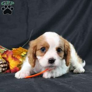 Hailey, Cavalier King Charles Spaniel Puppy