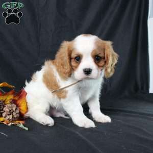 Henry, Cavalier King Charles Spaniel Puppy