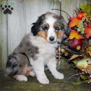 Kali, Miniature Australian Shepherd Puppy