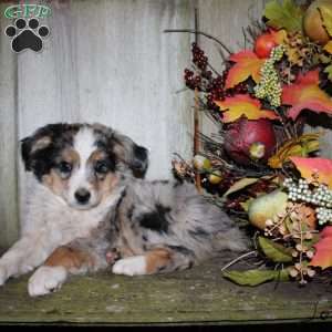 Kasper, Miniature Australian Shepherd Puppy