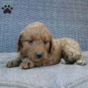 Rocky, Mini Goldendoodle Puppy