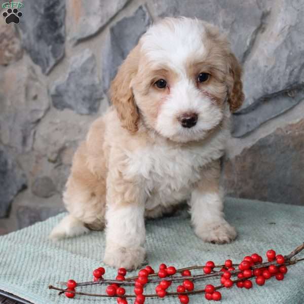 Regina, Mini Aussiedoodle Puppy