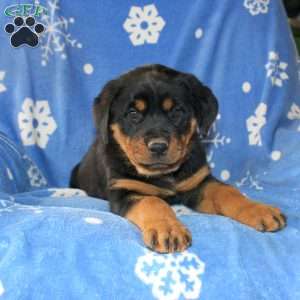 Dolly, Rottweiler Puppy