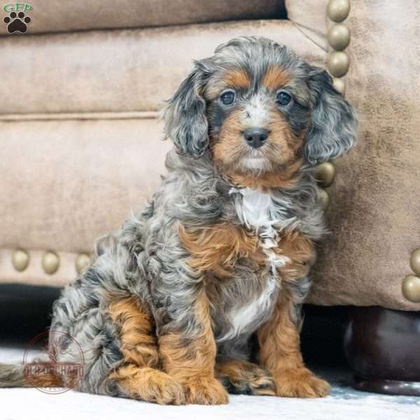 Macy, Cavapoo Puppy