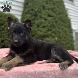 Raven, German Shepherd Puppy