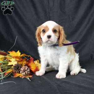 Hannah, Cavalier King Charles Spaniel Puppy