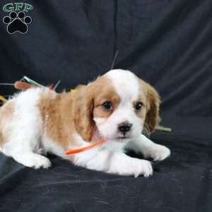 Hailey, Cavalier King Charles Spaniel Puppy