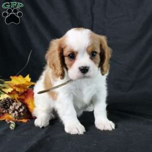 Henry, Cavalier King Charles Spaniel Puppy