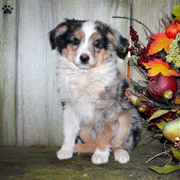 Kasper, Miniature Australian Shepherd Puppy