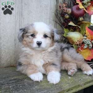 Leah, Miniature Australian Shepherd Puppy