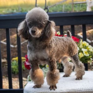 Sam & Sylvia Fisher, View Puppies Breeder