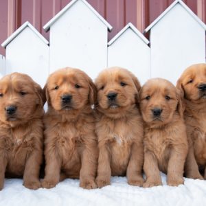 Rusty Meadow Goldendoodles,  Breeder