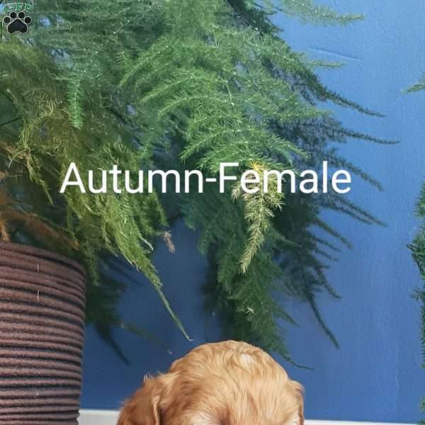 Autumn, Miniature Poodle Puppy