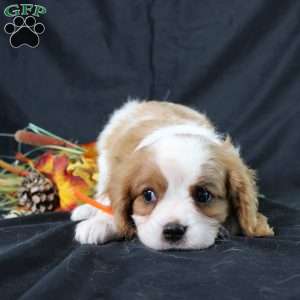 Hailey, Cavalier King Charles Spaniel Puppy