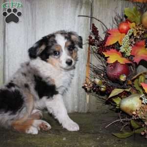 Kasper, Miniature Australian Shepherd Puppy