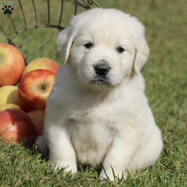 Mason, English Cream Golden Retriever Puppy