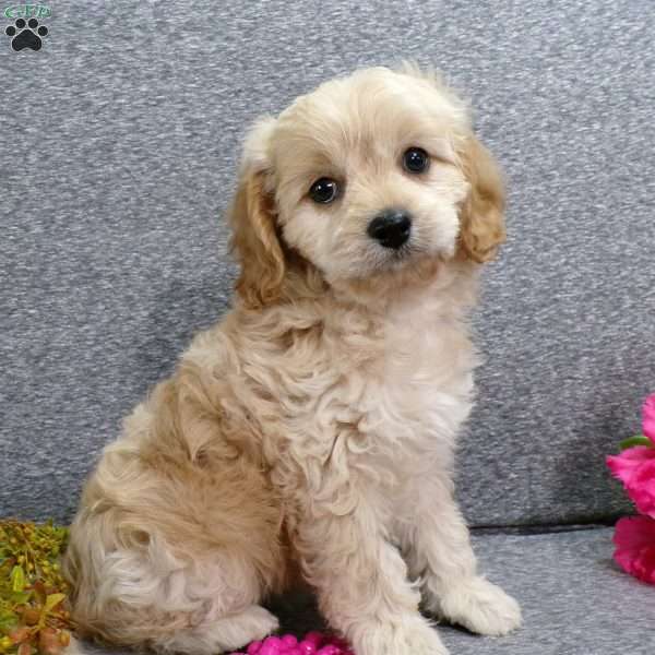 Tiffa, Cavapoo Puppy